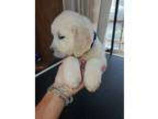 Mutt Puppy for sale in Camden, SC, USA