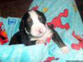 Bernese Mountain Dog Puppy for sale in ADDISON, TX, USA