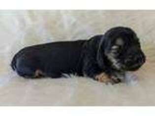 Dachshund Puppy for sale in Salesville, OH, USA