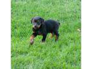 Doberman Pinscher Puppy for sale in Rancho Cucamonga, CA, USA