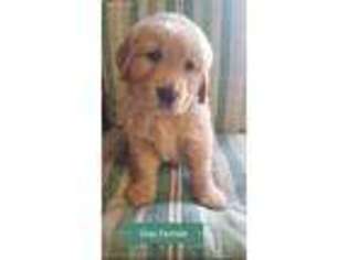 Golden Retriever Puppy for sale in Concordia, MO, USA