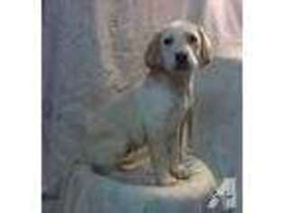 Labrador Retriever Puppy for sale in LOVELAND, CO, USA