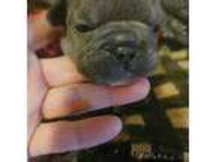 French Bulldog Puppy for sale in Swansea, SC, USA