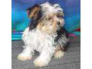 Yorkshire Terrier Puppy for sale in Burlington, NC, USA