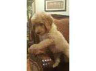 Labradoodle Puppy for sale in Lexington, OK, USA
