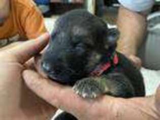 German Shepherd Dog Puppy for sale in Pierpont, OH, USA