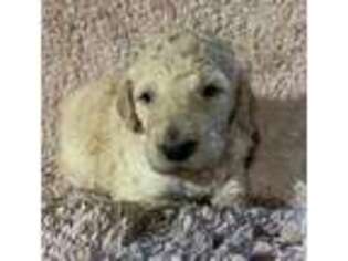 Goldendoodle Puppy for sale in Chapel Hill, TN, USA