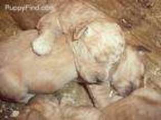 Goldendoodle Puppy for sale in Grants Pass, OR, USA
