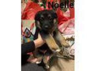 German Shepherd Dog Puppy for sale in Brookville, OH, USA