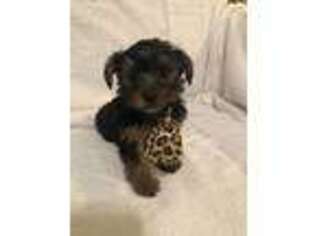 Yorkshire Terrier Puppy for sale in Muldrow, OK, USA