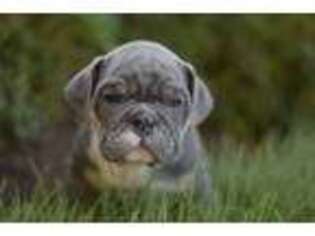 Bulldog Puppy for sale in Stanley, NY, USA
