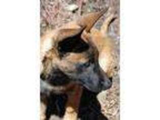 Belgian Malinois Puppy for sale in Buena Vista, CO, USA