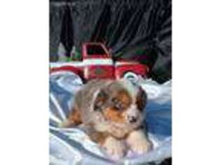 Miniature Australian Shepherd Puppy for sale in Telephone, TX, USA