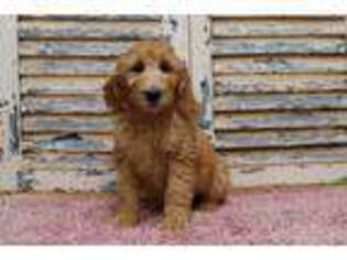 Goldendoodle Puppy for sale in Eden Valley, MN, USA