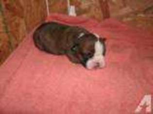 Bulldog Puppy for sale in LONDON, KY, USA