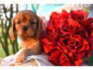 Cavalier King Charles Spaniel Puppy for sale in Russellville, AR, USA