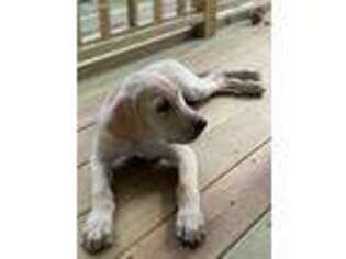 Labrador Retriever Puppy for sale in Kittery, ME, USA