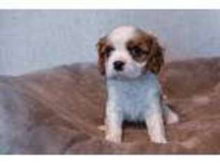 Cavalier King Charles Spaniel Puppy for sale in Taylor, TX, USA