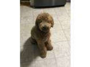 Goldendoodle Puppy for sale in Victor, NY, USA