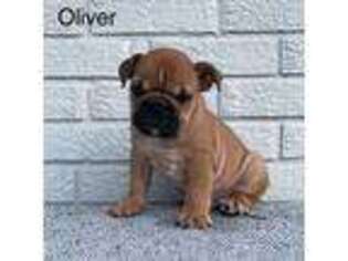 Bulldog Puppy for sale in Corbin, KY, USA