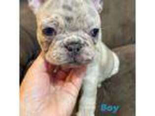 French Bulldog Puppy for sale in Canton, GA, USA