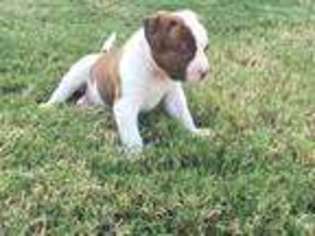 American Bulldog Puppy for sale in Midlothian, TX, USA