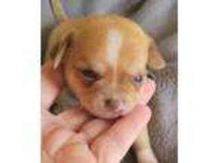 Mutt Puppy for sale in Zanesville, OH, USA