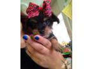 Yorkshire Terrier Puppy for sale in LIVERMORE, CA, USA