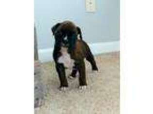 Boxer Puppy for sale in Myrtle Beach, SC, USA