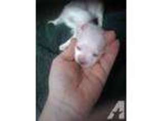 Maltese Puppy for sale in CREWE, VA, USA