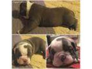 Medium Photo #1 Olde English Bulldogge Puppy For Sale in Iron City, TN, USA