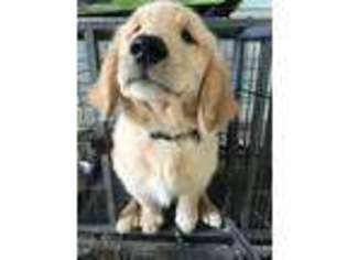 Golden Retriever Puppy for sale in Mount Perry, OH, USA