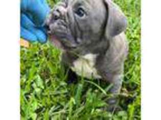 Bulldog Puppy for sale in Palm Beach, FL, USA