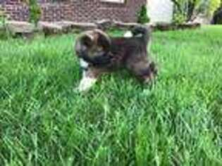 Akita Puppy for sale in Fishers, IN, USA