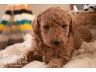 Labradoodle Puppy for sale in Etna Green, IN, USA