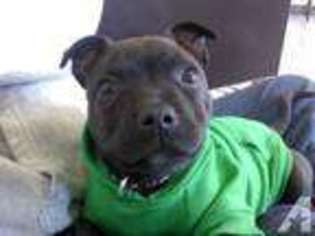 Staffordshire Bull Terrier Puppy for sale in ODENTON, MD, USA