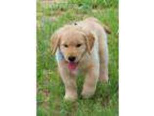 Golden Retriever Puppy for sale in Blanco, TX, USA