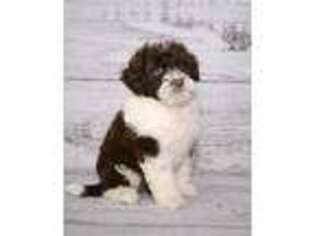 Portuguese Water Dog Puppy for sale in Millersburg, OH, USA