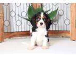Cavalier King Charles Spaniel Puppy for sale in Naples, FL, USA