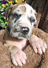 Great Dane Puppy for sale in Canton, GA, USA