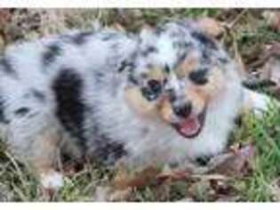 Australian Shepherd Puppy for sale in Collinsville, OK, USA