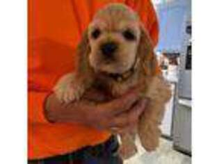 Cocker Spaniel Puppy for sale in Hooksett, NH, USA
