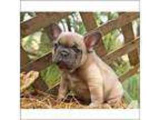 French Bulldog Puppy for sale in HUNTINGTON, NY, USA