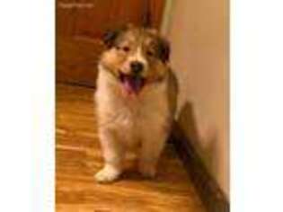 Collie Puppy for sale in Plato, MN, USA