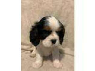 Cavalier King Charles Spaniel Puppy for sale in Pine, CO, USA