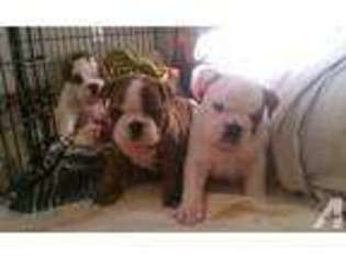 Bulldog Puppy for sale in WENATCHEE, WA, USA
