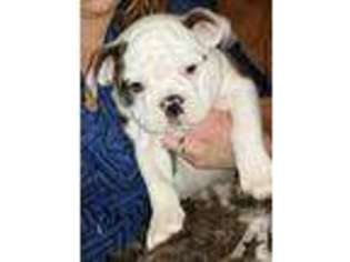 Olde English Bulldogge Puppy for sale in HILTON, NY, USA
