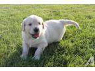 Golden Retriever Puppy for sale in MELROSE, OH, USA