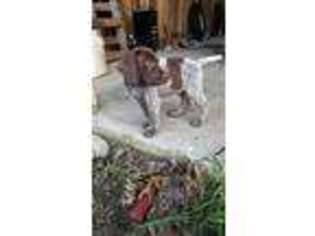 German Shorthaired Pointer Puppy for sale in Buckhead, GA, USA