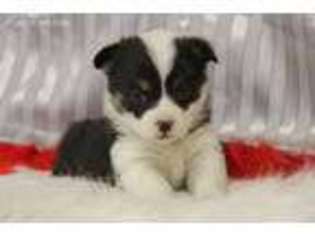 Pembroke Welsh Corgi Puppy for sale in Sapulpa, OK, USA